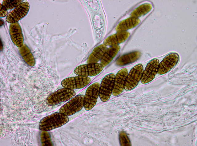 Представитель Семейства Fenestellaceae